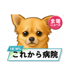 チワワ×ポメラニアンの毎日（個別スタンプ：16）