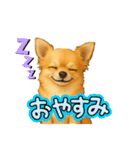 チワワ×ポメラニアンの毎日（個別スタンプ：19）