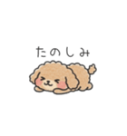 クレヨン画トイプー ブラウン（日常会話）（個別スタンプ：19）