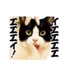 パリピ横揺れハチワレ（個別スタンプ：1）