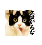 パリピ横揺れハチワレ（個別スタンプ：2）