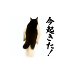 パリピ横揺れハチワレ（個別スタンプ：3）