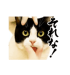 パリピ横揺れハチワレ（個別スタンプ：6）