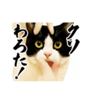 パリピ横揺れハチワレ（個別スタンプ：7）