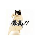 パリピ横揺れハチワレ（個別スタンプ：8）