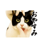 パリピ横揺れハチワレ（個別スタンプ：9）