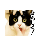 パリピ横揺れハチワレ（個別スタンプ：10）