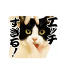 パリピ横揺れハチワレ（個別スタンプ：11）