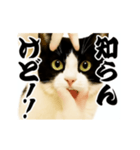 パリピ横揺れハチワレ（個別スタンプ：12）