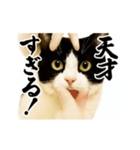 パリピ横揺れハチワレ（個別スタンプ：13）