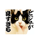 パリピ横揺れハチワレ（個別スタンプ：14）