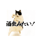 パリピ横揺れハチワレ（個別スタンプ：15）