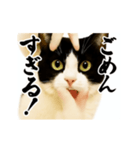 パリピ横揺れハチワレ（個別スタンプ：17）