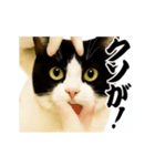 パリピ横揺れハチワレ（個別スタンプ：18）