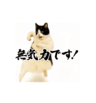 パリピ横揺れハチワレ（個別スタンプ：19）