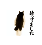 パリピ横揺れハチワレ（個別スタンプ：21）