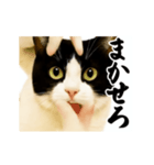 パリピ横揺れハチワレ（個別スタンプ：22）