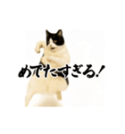 パリピ横揺れハチワレ（個別スタンプ：24）