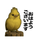 トサカトリの挨拶スタンプ（個別スタンプ：1）