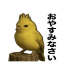 トサカトリの挨拶スタンプ（個別スタンプ：3）