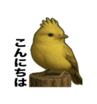 トサカトリの挨拶スタンプ（個別スタンプ：4）