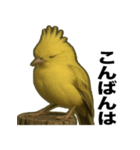 トサカトリの挨拶スタンプ（個別スタンプ：5）