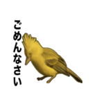 トサカトリの挨拶スタンプ（個別スタンプ：10）