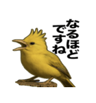 トサカトリの挨拶スタンプ（個別スタンプ：12）