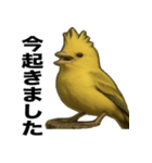 トサカトリの挨拶スタンプ（個別スタンプ：16）