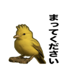 トサカトリの挨拶スタンプ（個別スタンプ：17）