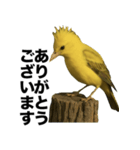 トサカトリの挨拶スタンプ（個別スタンプ：22）