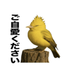 トサカトリの挨拶スタンプ（個別スタンプ：23）