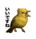 トサカトリの挨拶スタンプ（個別スタンプ：27）