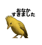 トサカトリの挨拶スタンプ（個別スタンプ：29）