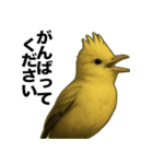 トサカトリの挨拶スタンプ（個別スタンプ：31）