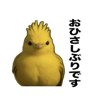 トサカトリの挨拶スタンプ（個別スタンプ：32）