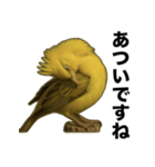 トサカトリの挨拶スタンプ（個別スタンプ：34）