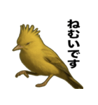 トサカトリの挨拶スタンプ（個別スタンプ：35）