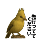 トサカトリの挨拶スタンプ（個別スタンプ：36）