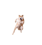 動く！荒ぶる柴犬（個別スタンプ：4）