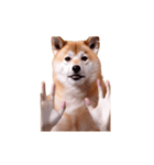 動く！荒ぶる柴犬（個別スタンプ：5）