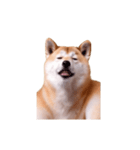 動く！荒ぶる柴犬（個別スタンプ：6）