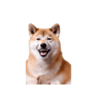 動く！荒ぶる柴犬（個別スタンプ：7）