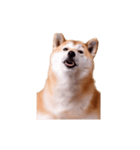 動く！荒ぶる柴犬（個別スタンプ：8）