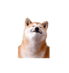 動く！荒ぶる柴犬（個別スタンプ：9）