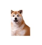 動く！荒ぶる柴犬（個別スタンプ：10）