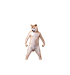 動く！荒ぶる柴犬（個別スタンプ：11）