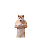 動く！荒ぶる柴犬（個別スタンプ：18）