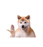 動く！荒ぶる柴犬（個別スタンプ：19）