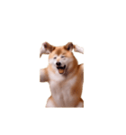 動く！荒ぶる柴犬（個別スタンプ：20）